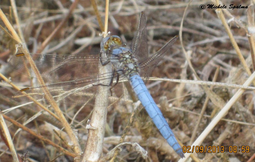 id libellula blu - Orthetrum brunneum